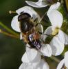 Eristalis similis